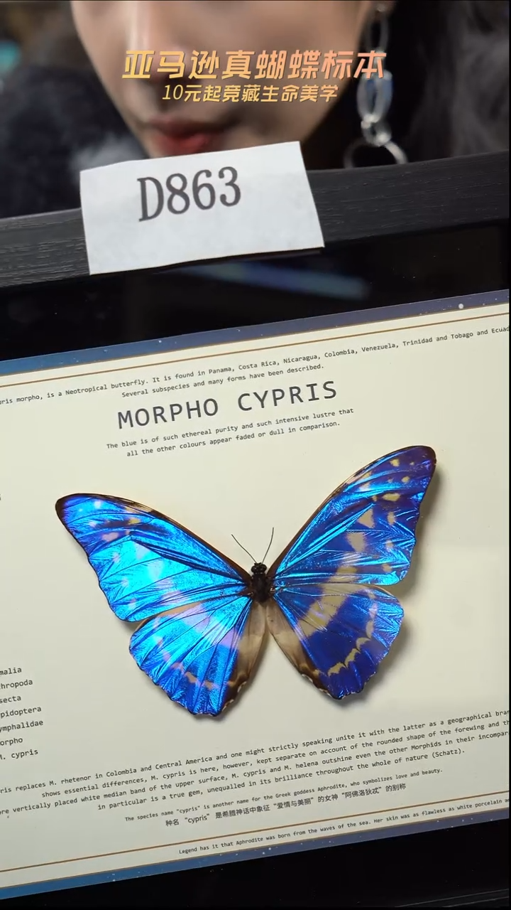 蝴蝶标本摆件竞拍d863