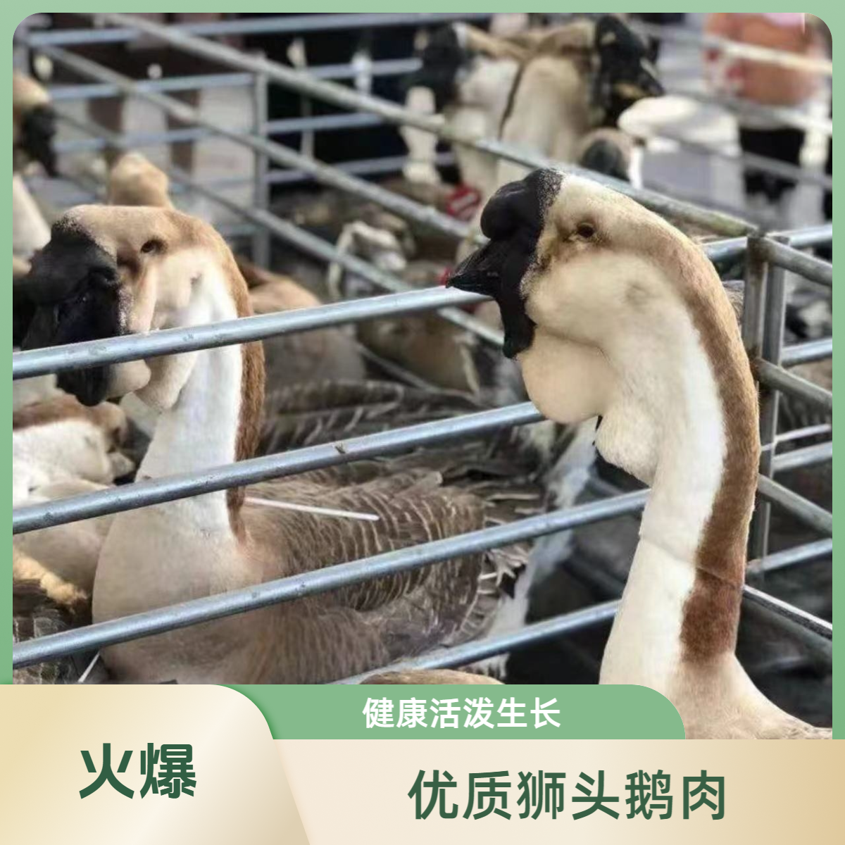 （一斤左右）特大种狮头鹅肉肉质鲜美顺丰速运