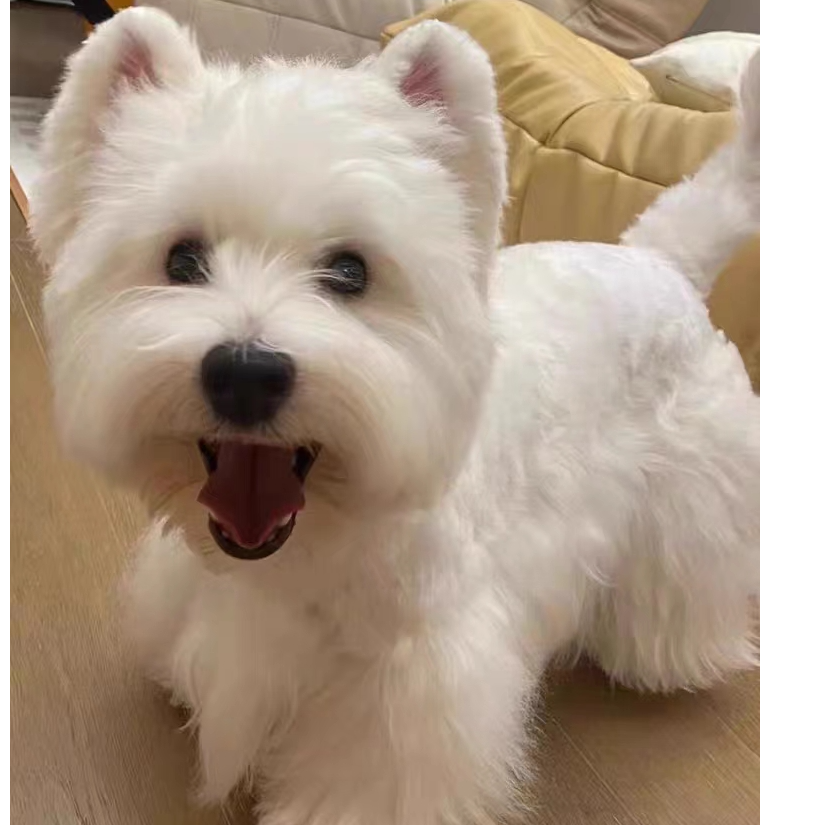 西萌宠物大雪姐家活体宠物专用链接