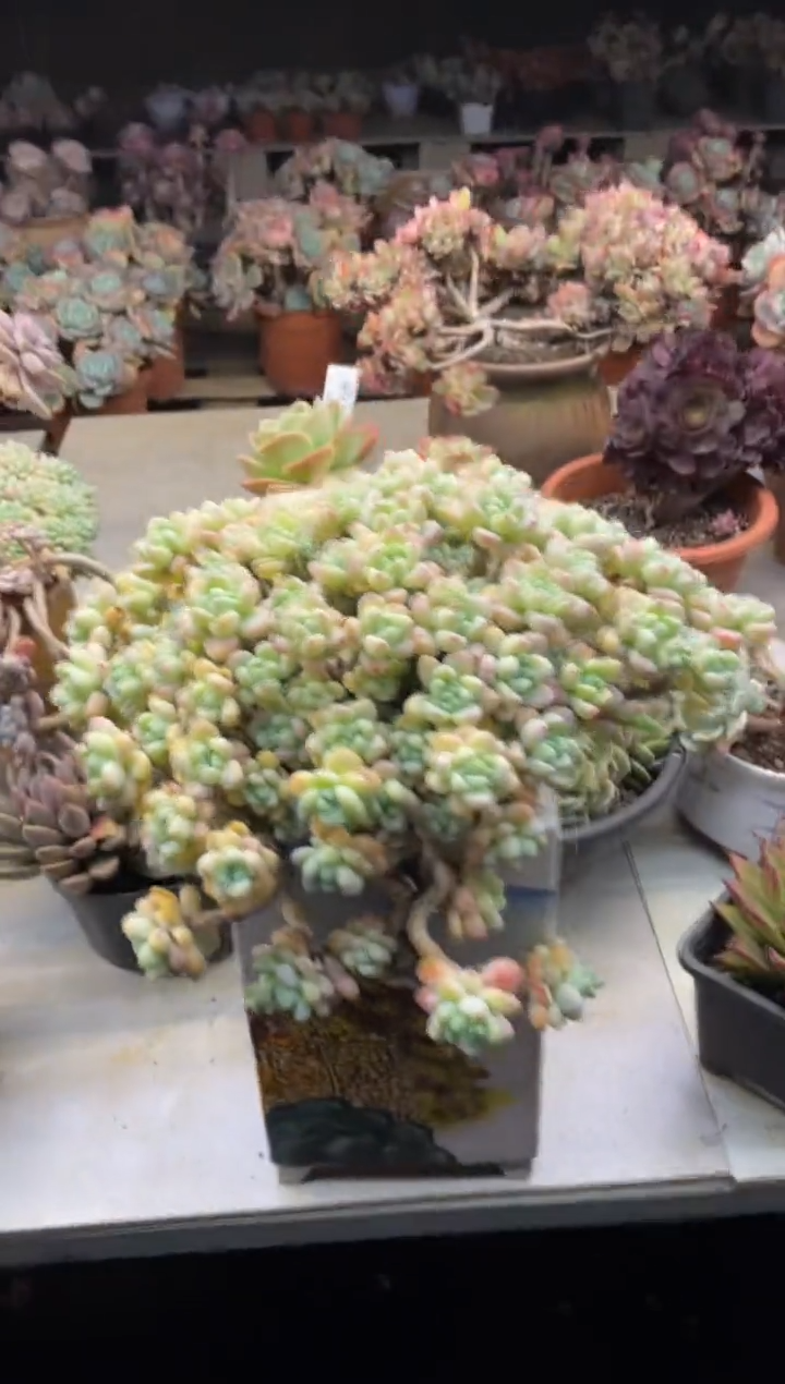 【闪购商品】169罗琦