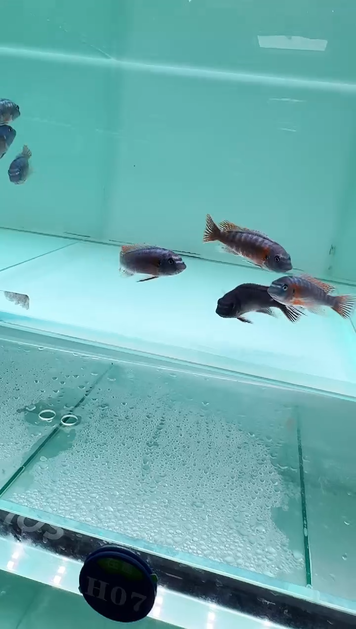 慈鲷鱼卡塔乐小丑7-9cm一条