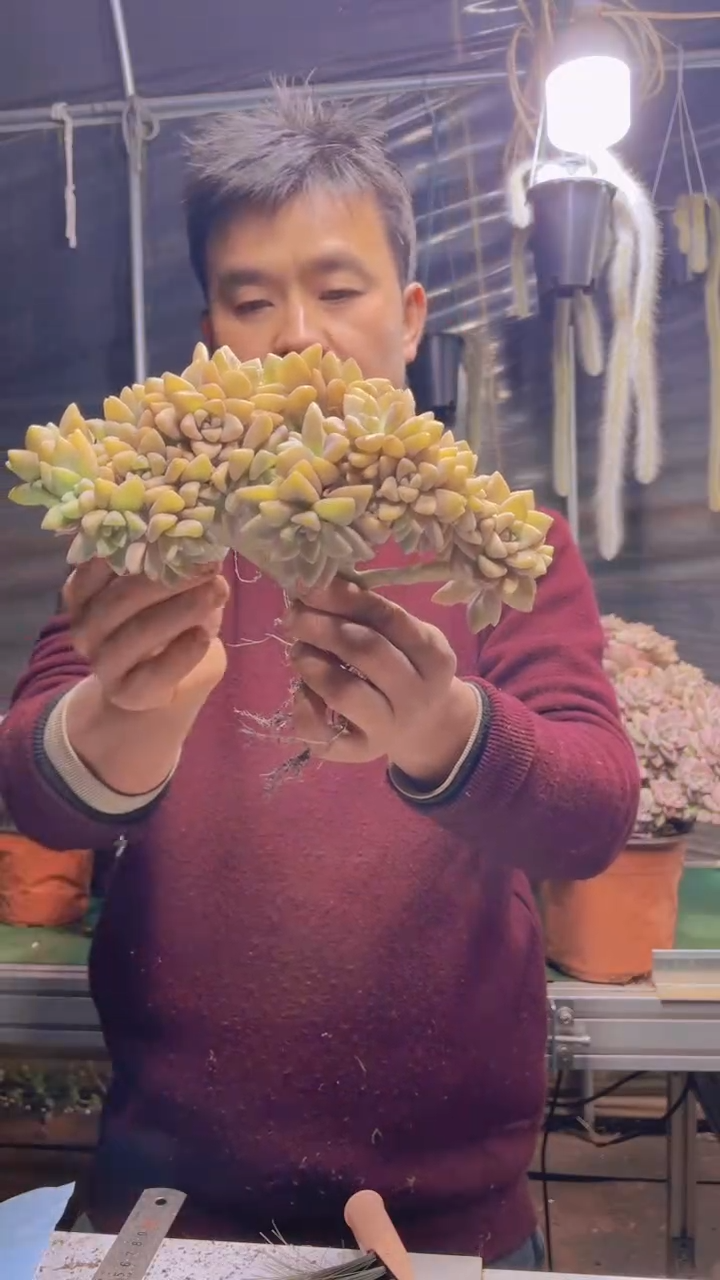 242淡雪缀化一物一拍