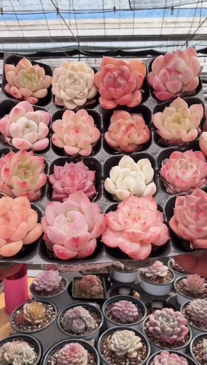 东云多肉园新款-111