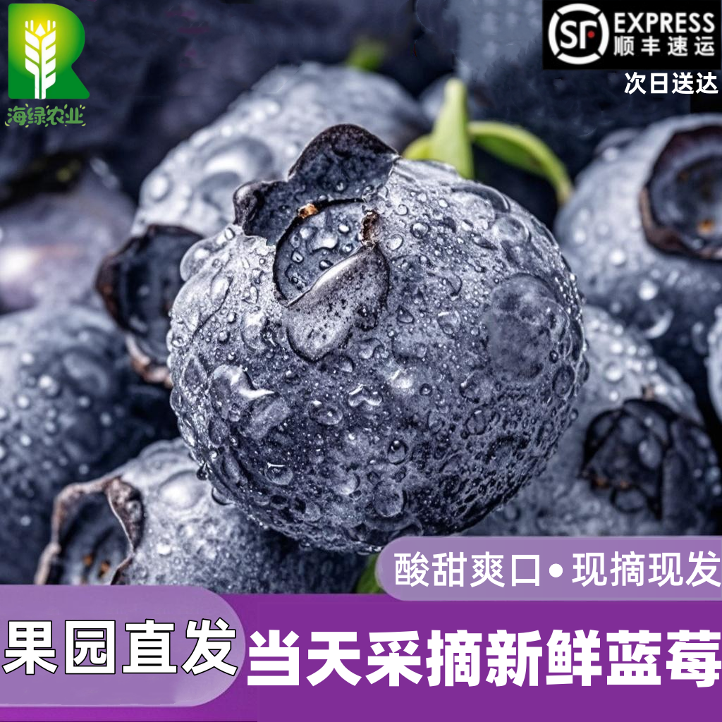 【蓝莓苗】L45蓝莓新鲜
