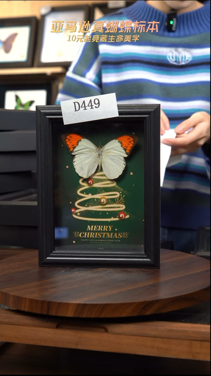 微瑕蝴蝶标本摆件一口价d449