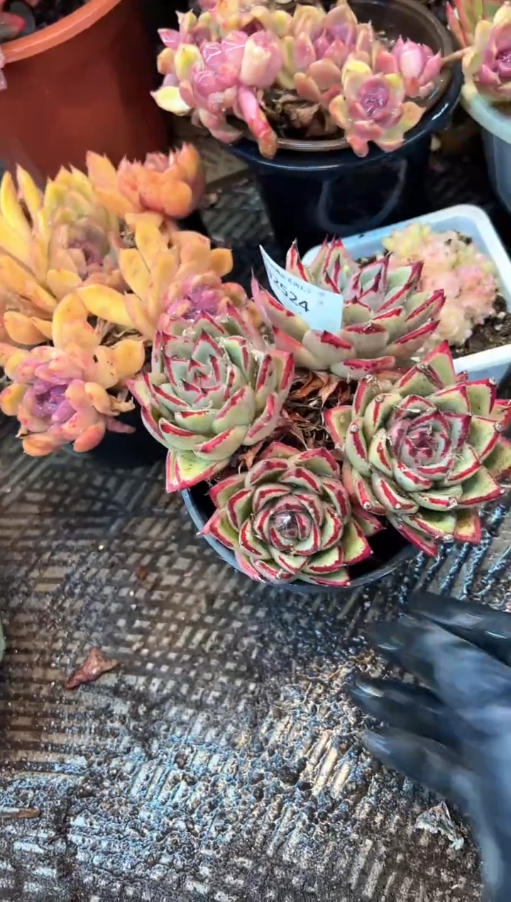 嘿***包多肉植物一物一拍02524