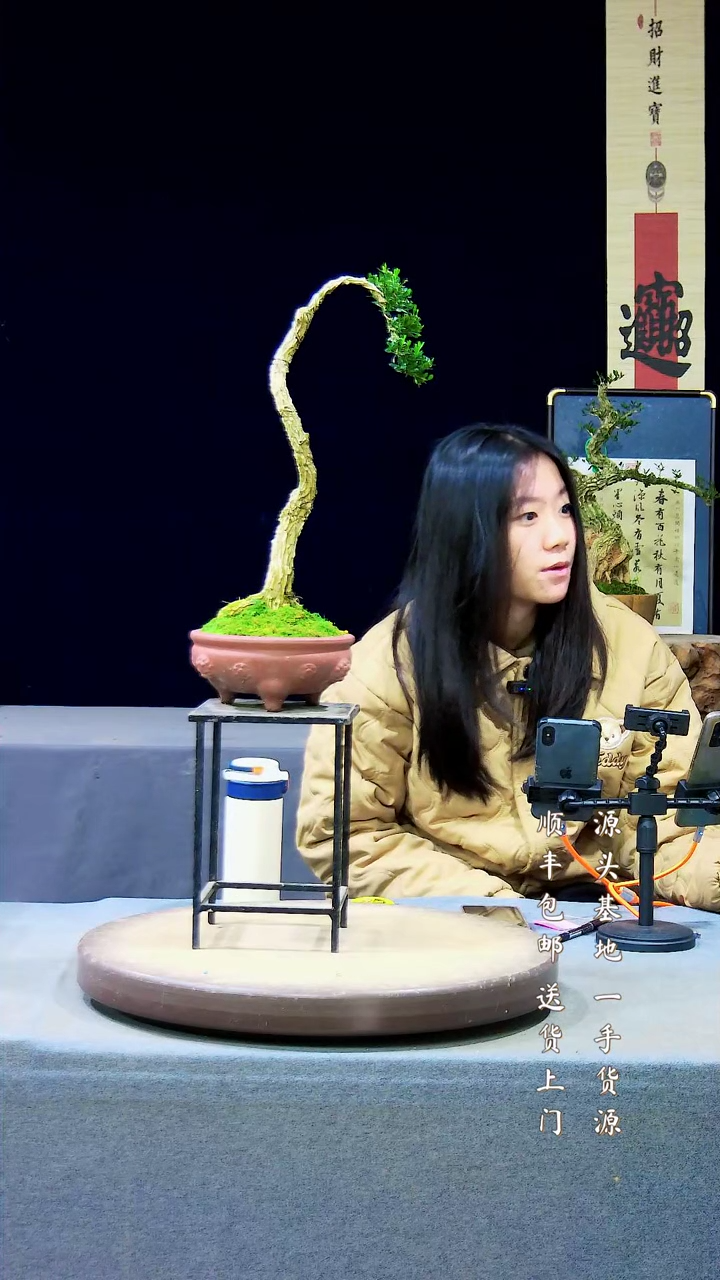 【闪购商品】雀舌黄杨盆景雀舌黄杨盆景