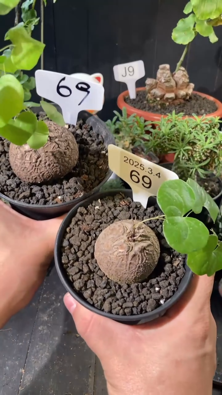 【闪购商品】南非龟甲龙3.4..69