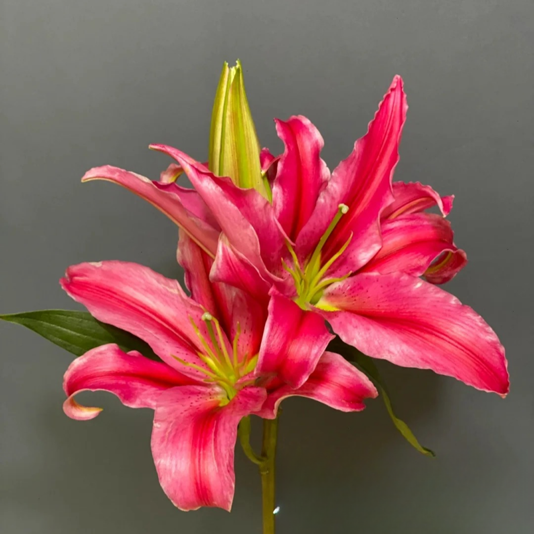 【花王朝】红中红香水百合鲜花水养插花鲜切花