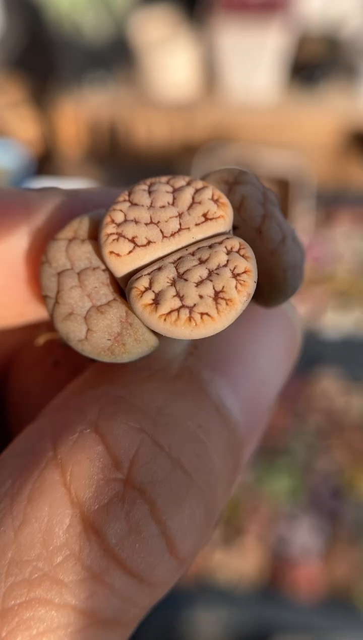 【闪购商品】直播间一物一拍7030