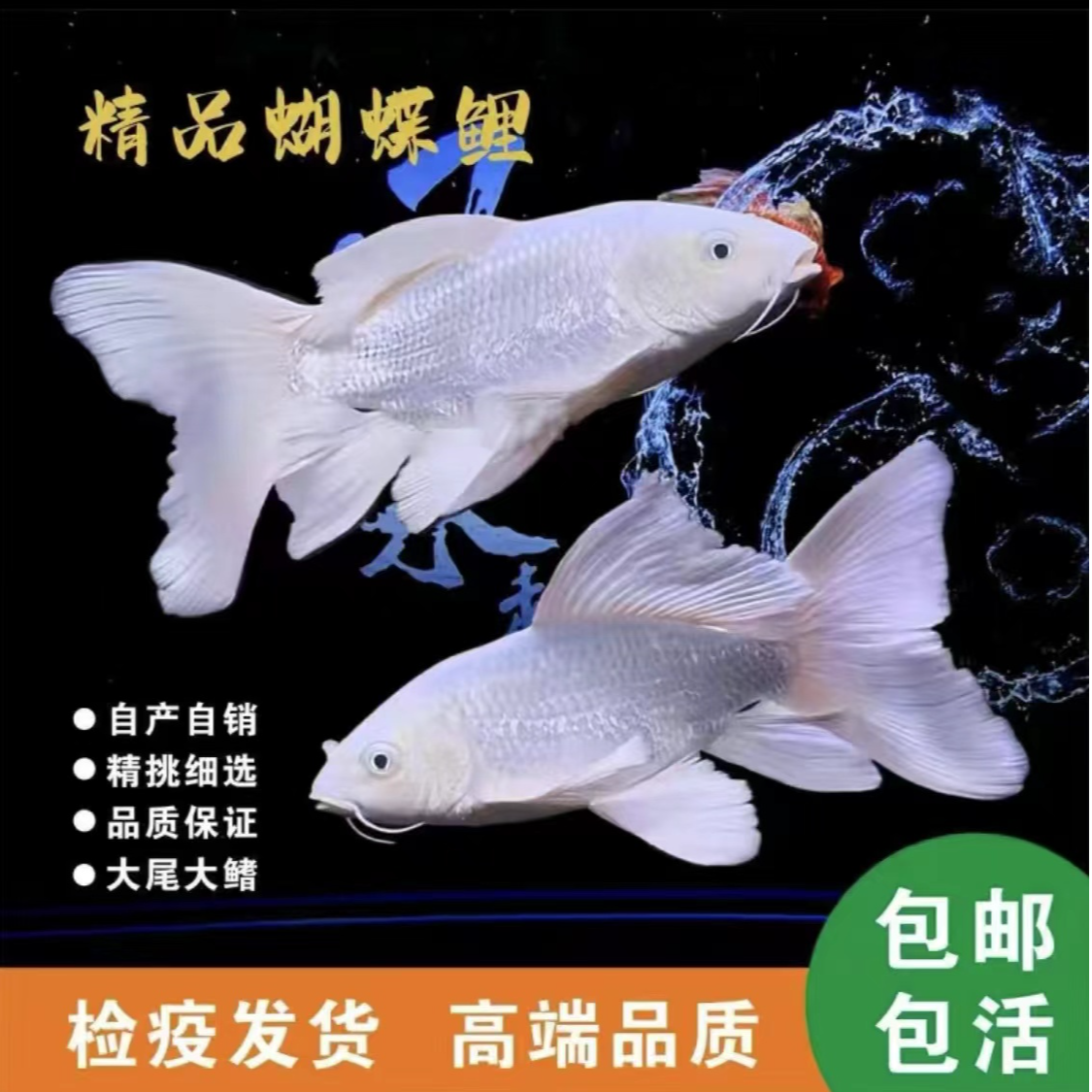台湾精品纯种赛级普身蝴蝶鲤鱼观赏鱼狮子头金鱼冷水鱼好易活