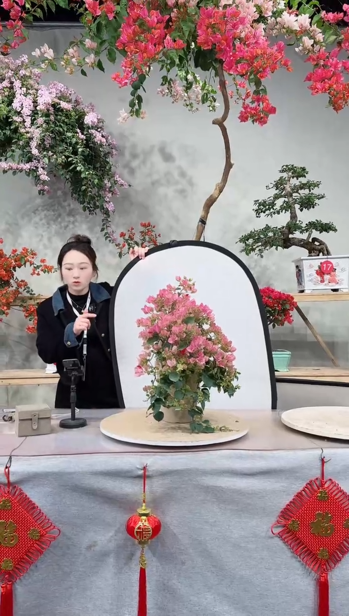 【闪购商品】盆景五宝