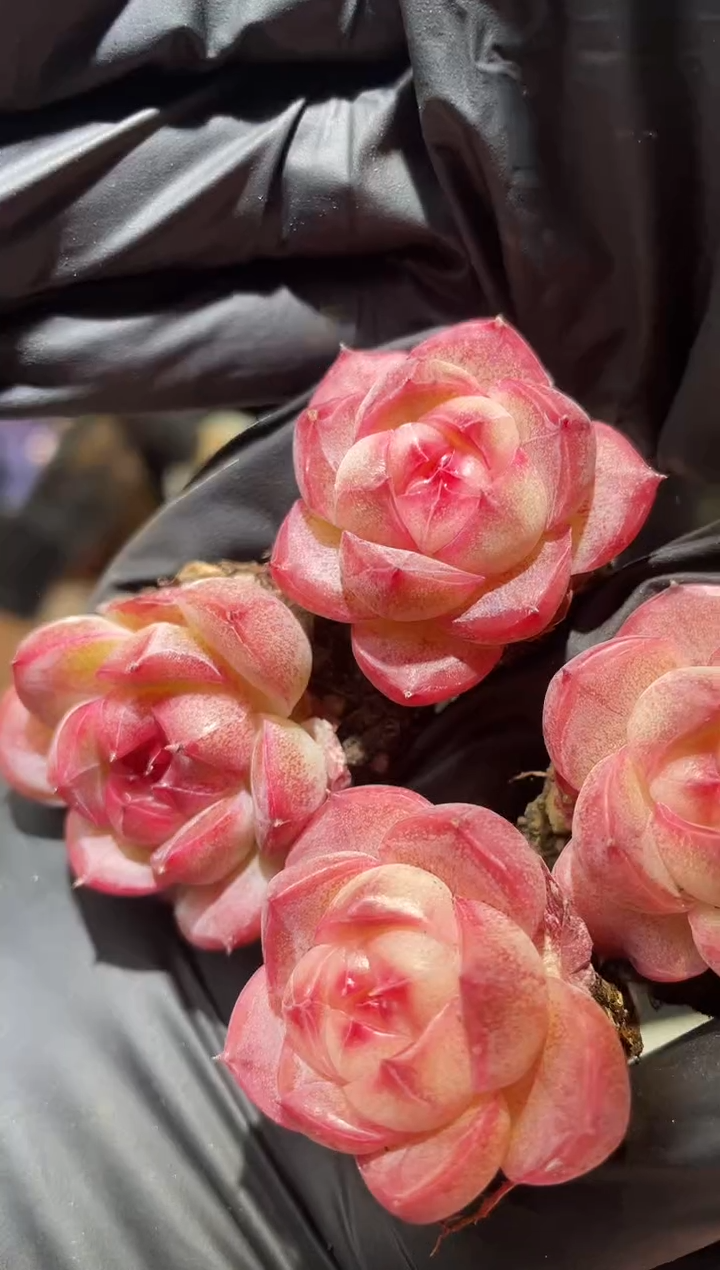 闪购795  神秘糖果系列多肉一颗  3.5-4厘米