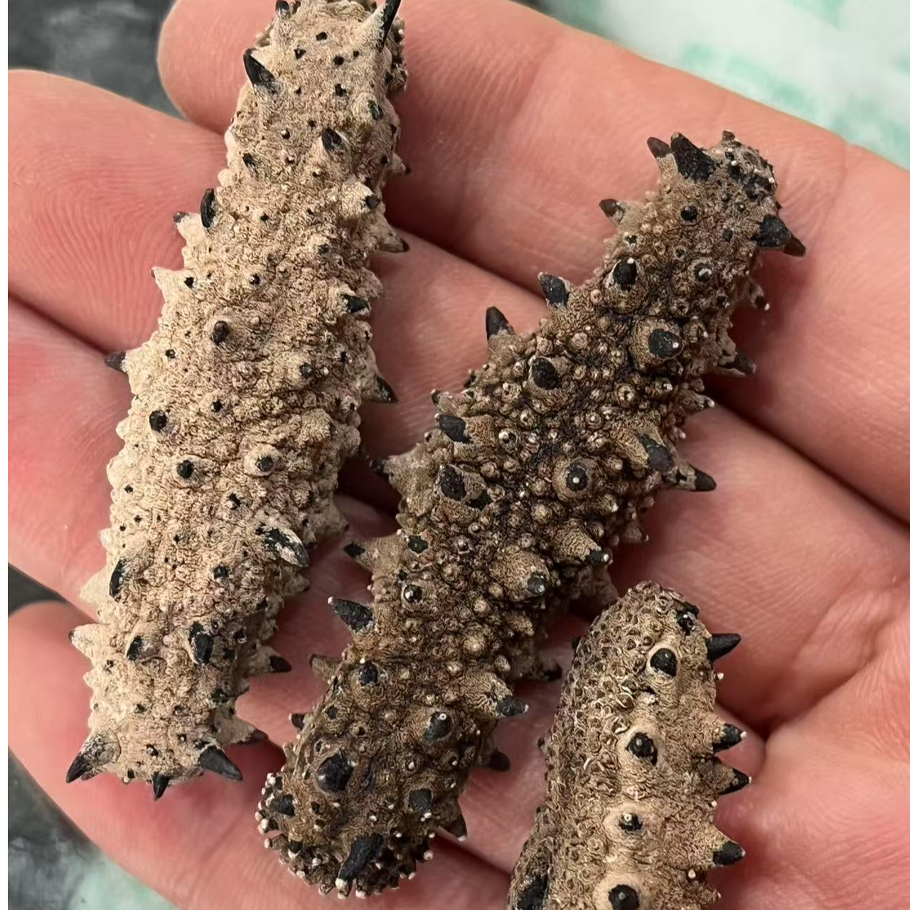 【干海参】90-100头 50g 木参海参