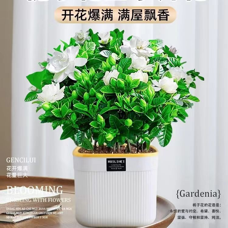 【带花苞】栀子花浓香型盆栽花卉植物室内四季好养基地