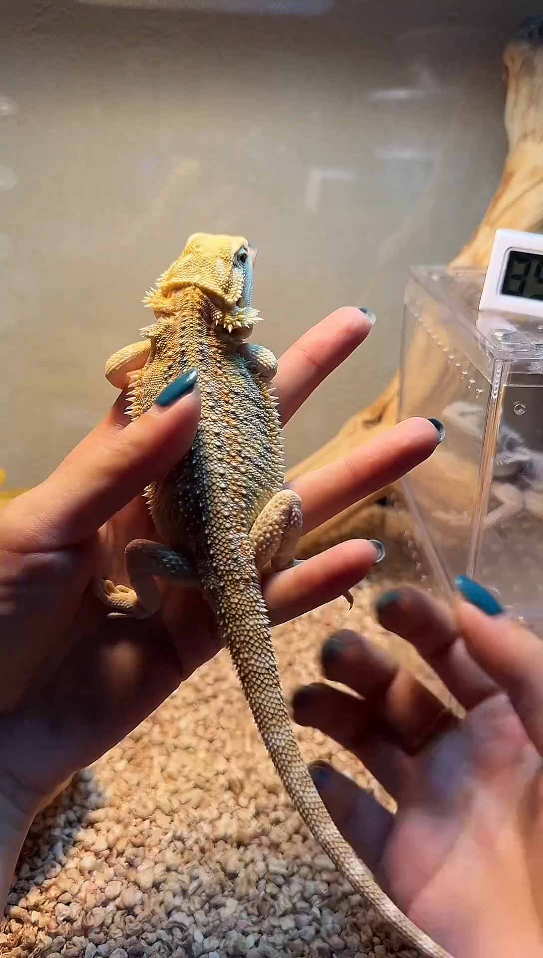 鬃狮蜥柑橘鬃狮蜥黄系鬃狮蜥幼苗温顺不咬人适合新手的活体爬宠