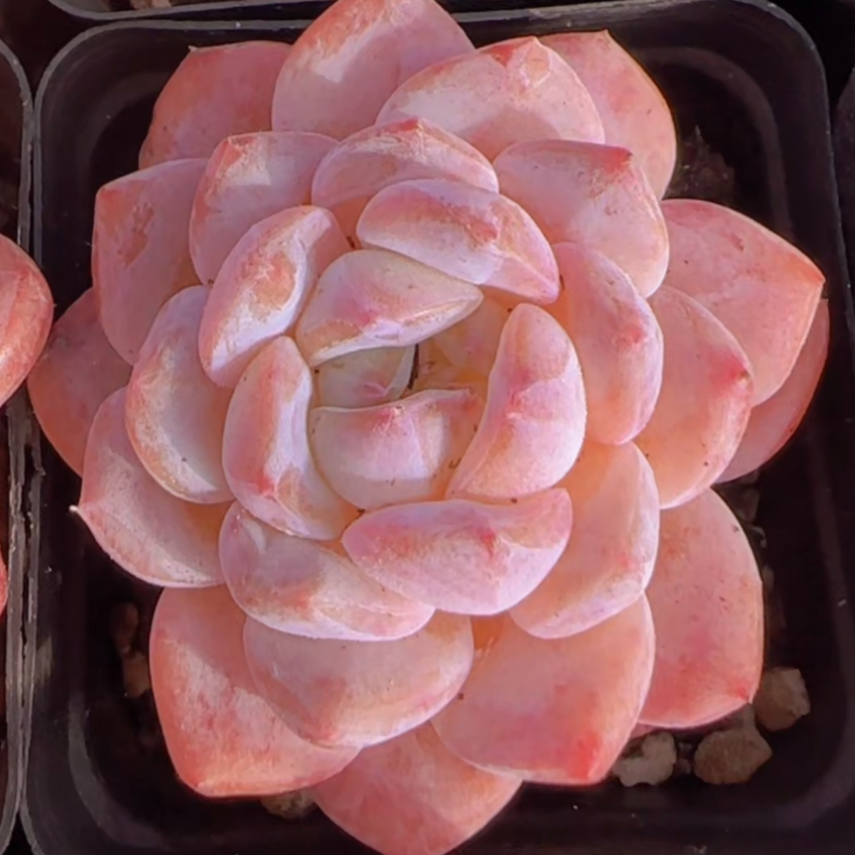 冰魄(多肉植物)满19.9包邮 云南基地源头直发新手好养