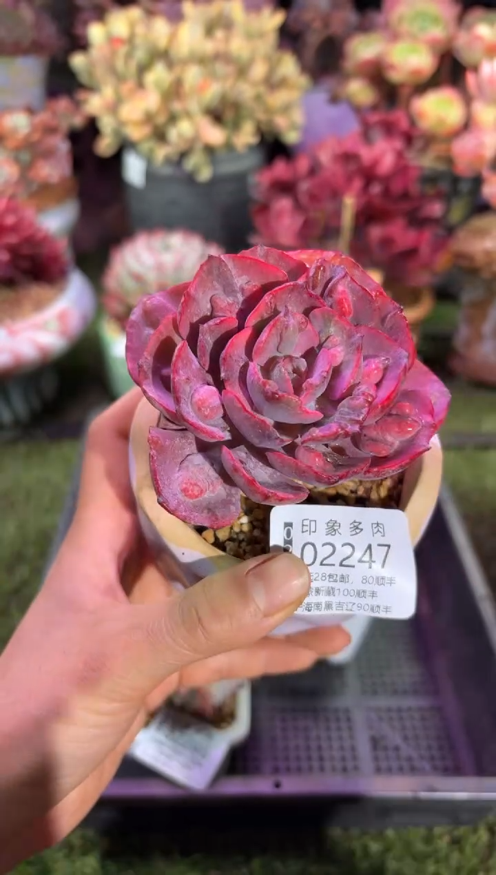 【闪购商品】02247