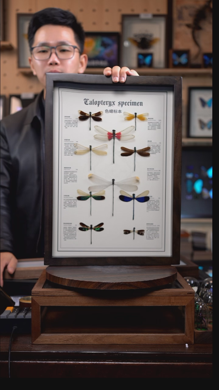 十色蟌昆虫组合标本摆件