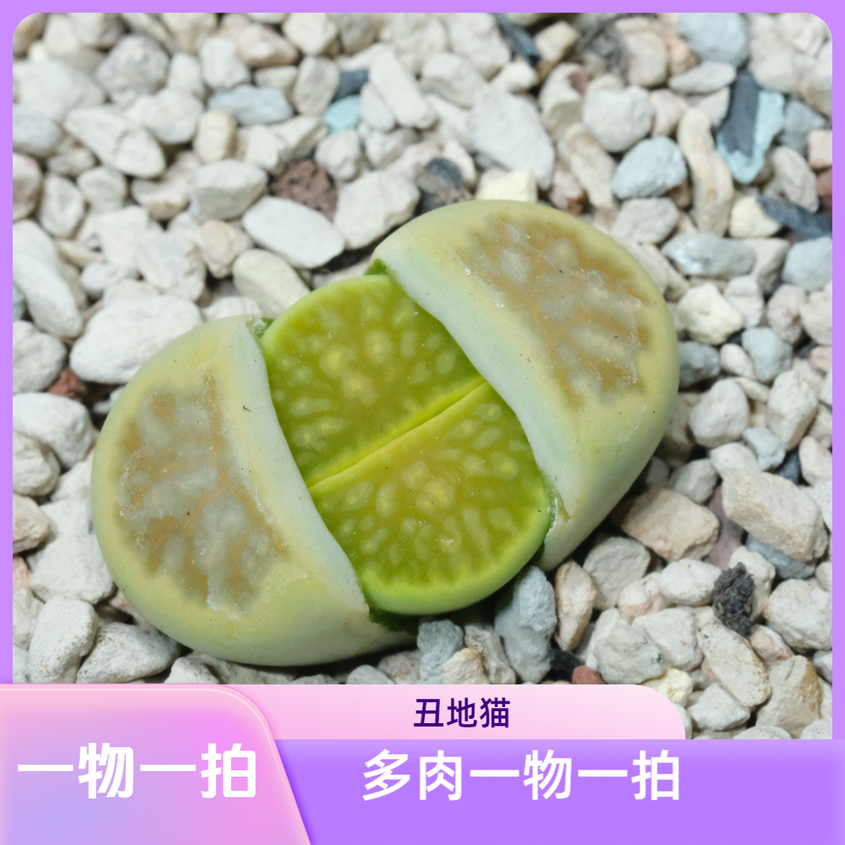 1号20-50丑地猫生石花多肉植物多种品种组合好养活阳台盆栽