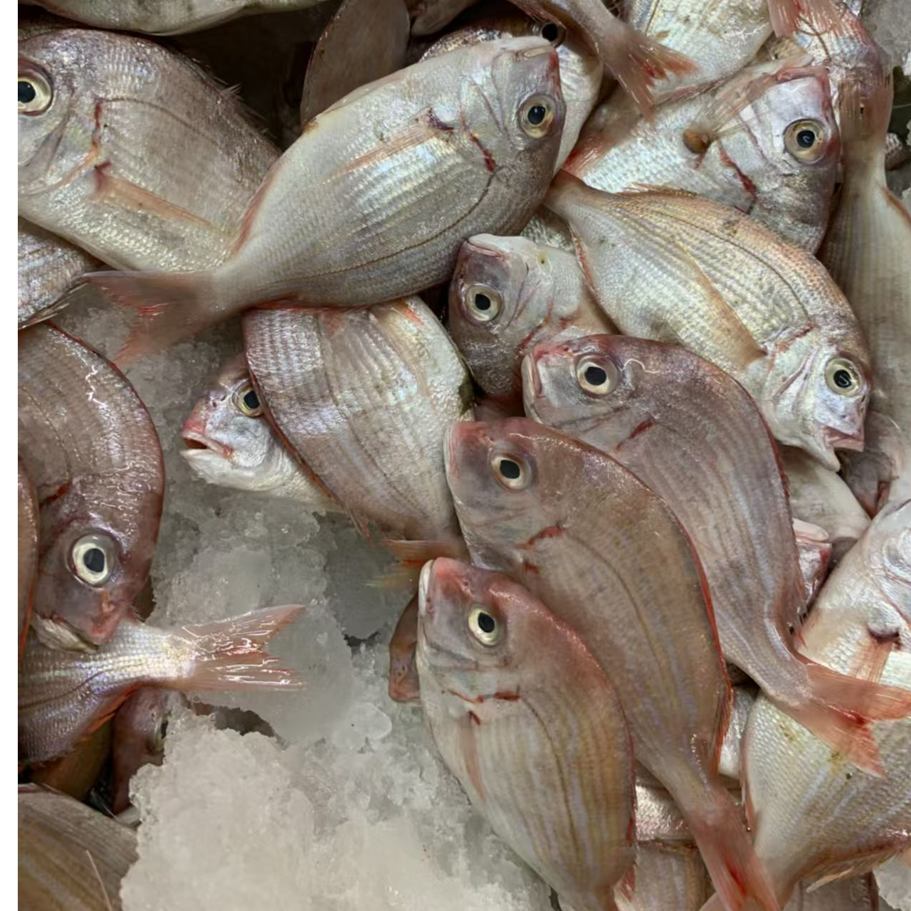 广东海鲜新鲜红立鱼【大号1斤8-11条，小号1斤12-15，到手5斤不帮杀】