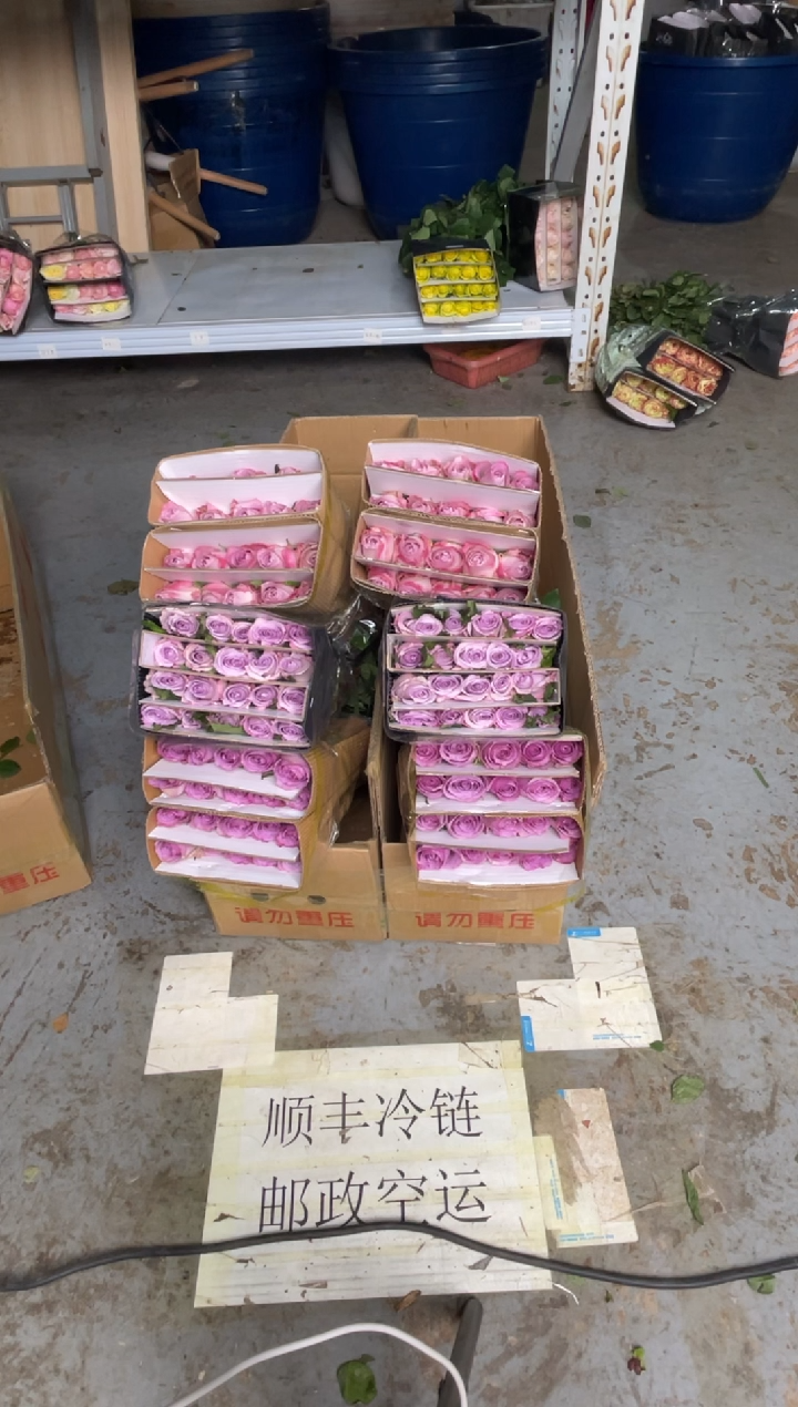 气场20枝+紫霞20枝+海洋之歌20枝