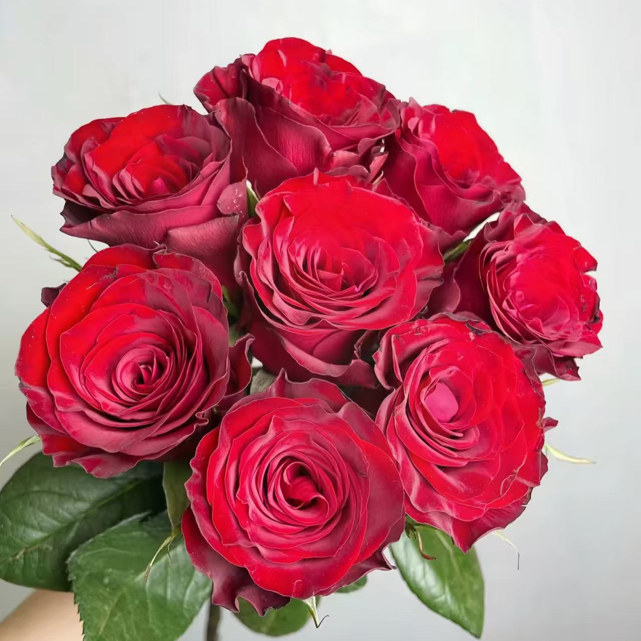 【阿卷哥专属】A级高原红单头玫瑰 云南鲜花 ，顺丰包邮