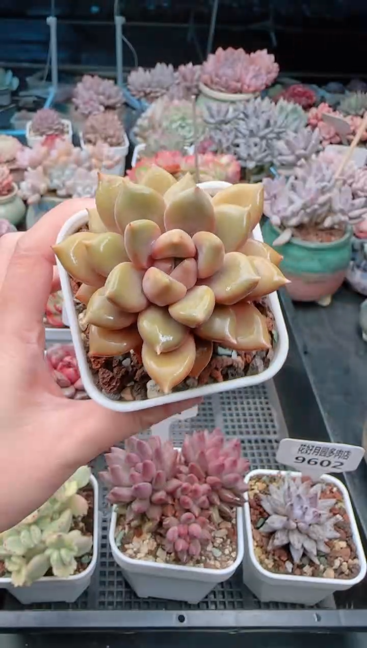 【闪购商品】9604.