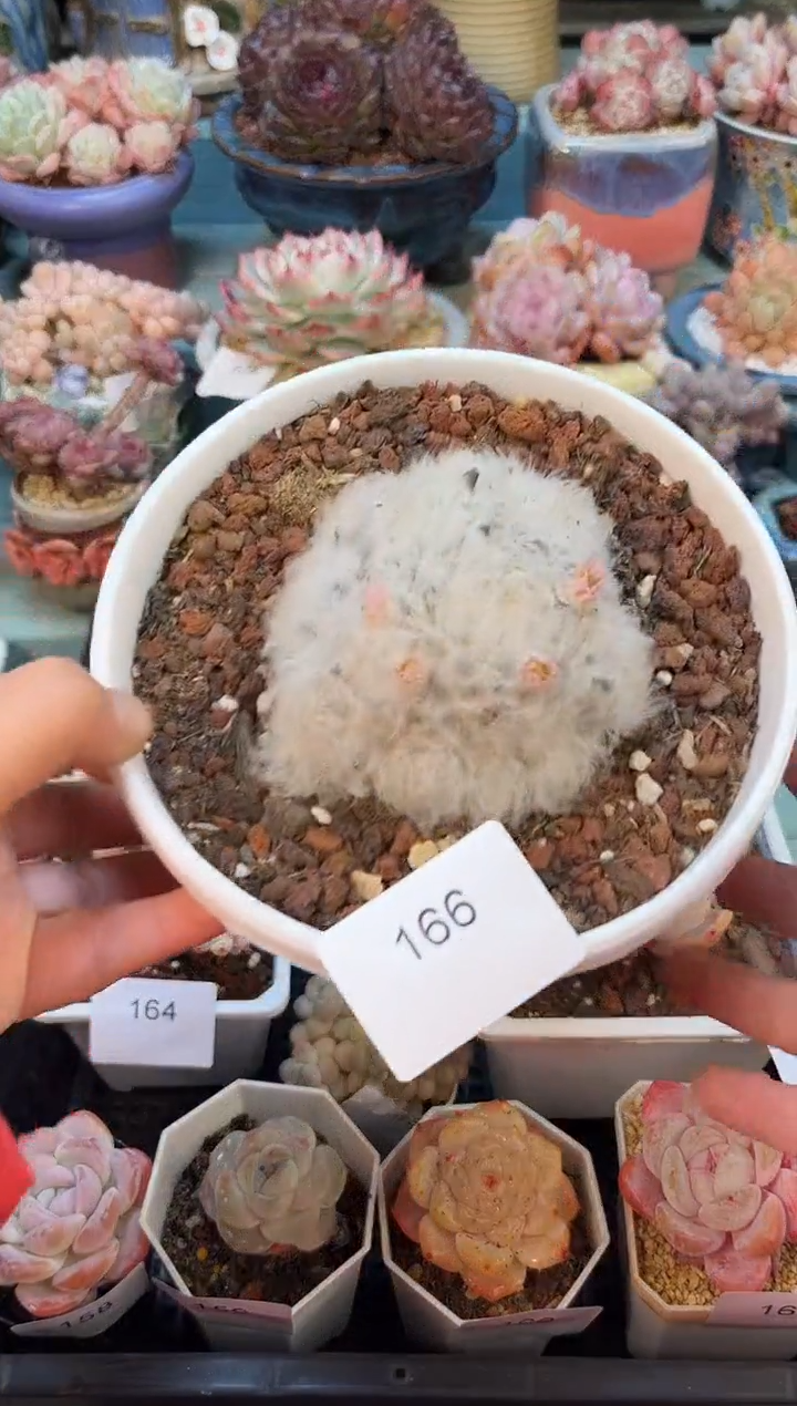 166群生白星多肉
