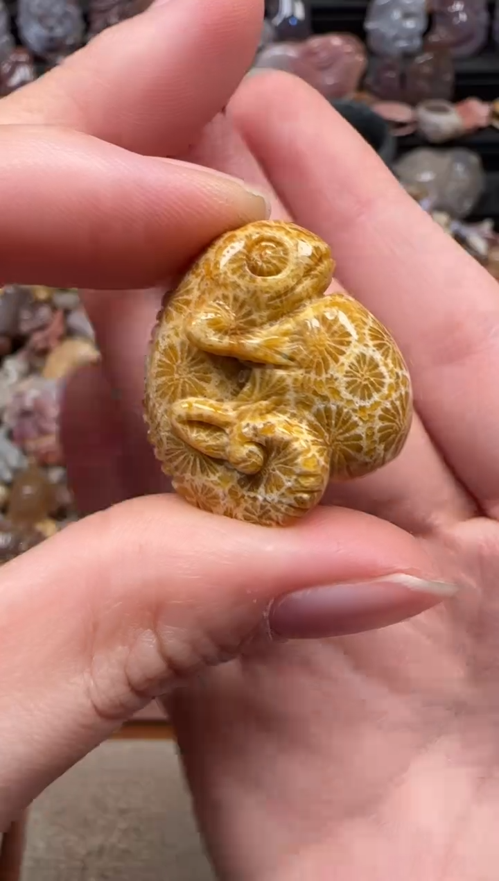 颈饰未镶嵌硅化珊瑚（珊瑚玉）663