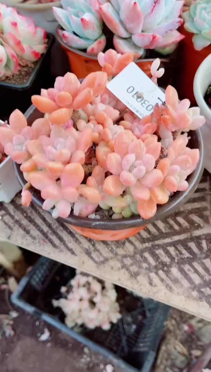 文****师跃跃精品多肉03010