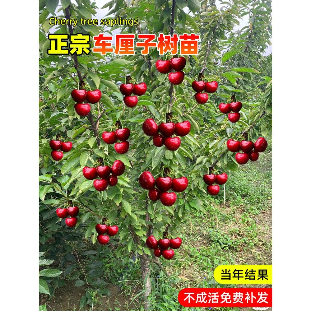 车厘子树苗大樱桃树苗盆栽果树果苗庭院水果树苗南方种植当年结果