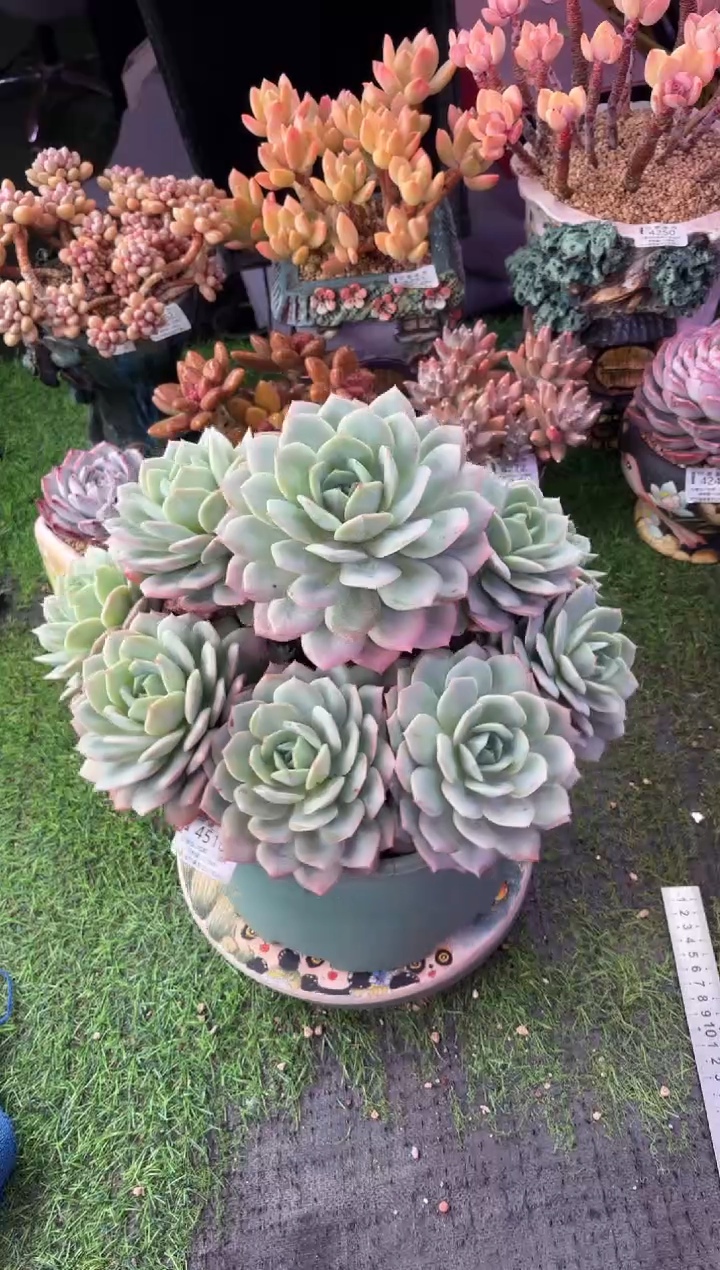 昆明印象多肉4516