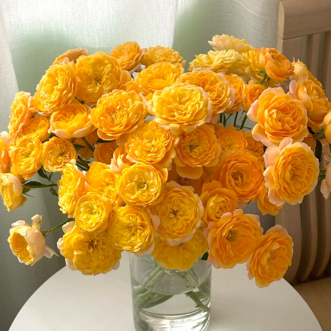 【橙汁阳台】多头玫瑰（全场同一地址两单顺丰冷链包邮噢~）