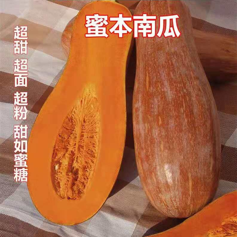 爬满地蜜本南瓜种子高产早熟超甜粉甜糯南瓜籽四季易种植蔬菜种子