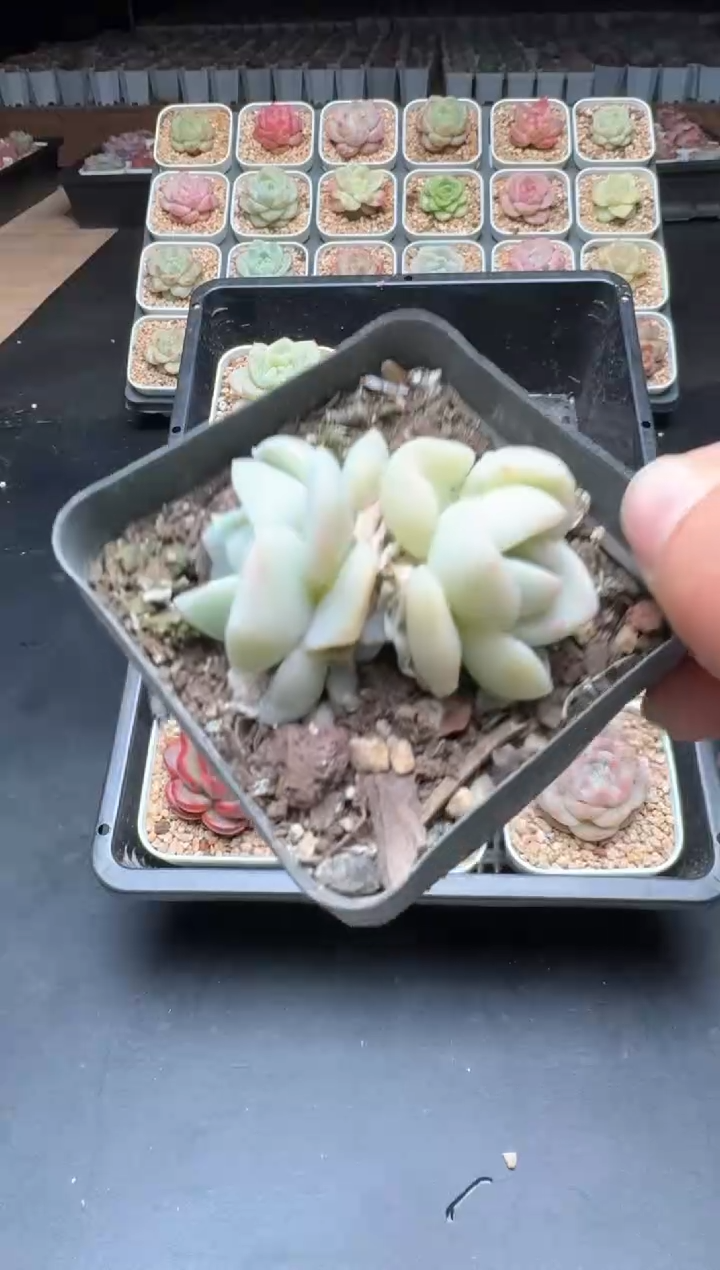 【闪购商品】590D物拍多肉带盆土6.5杯拍3颗包柚