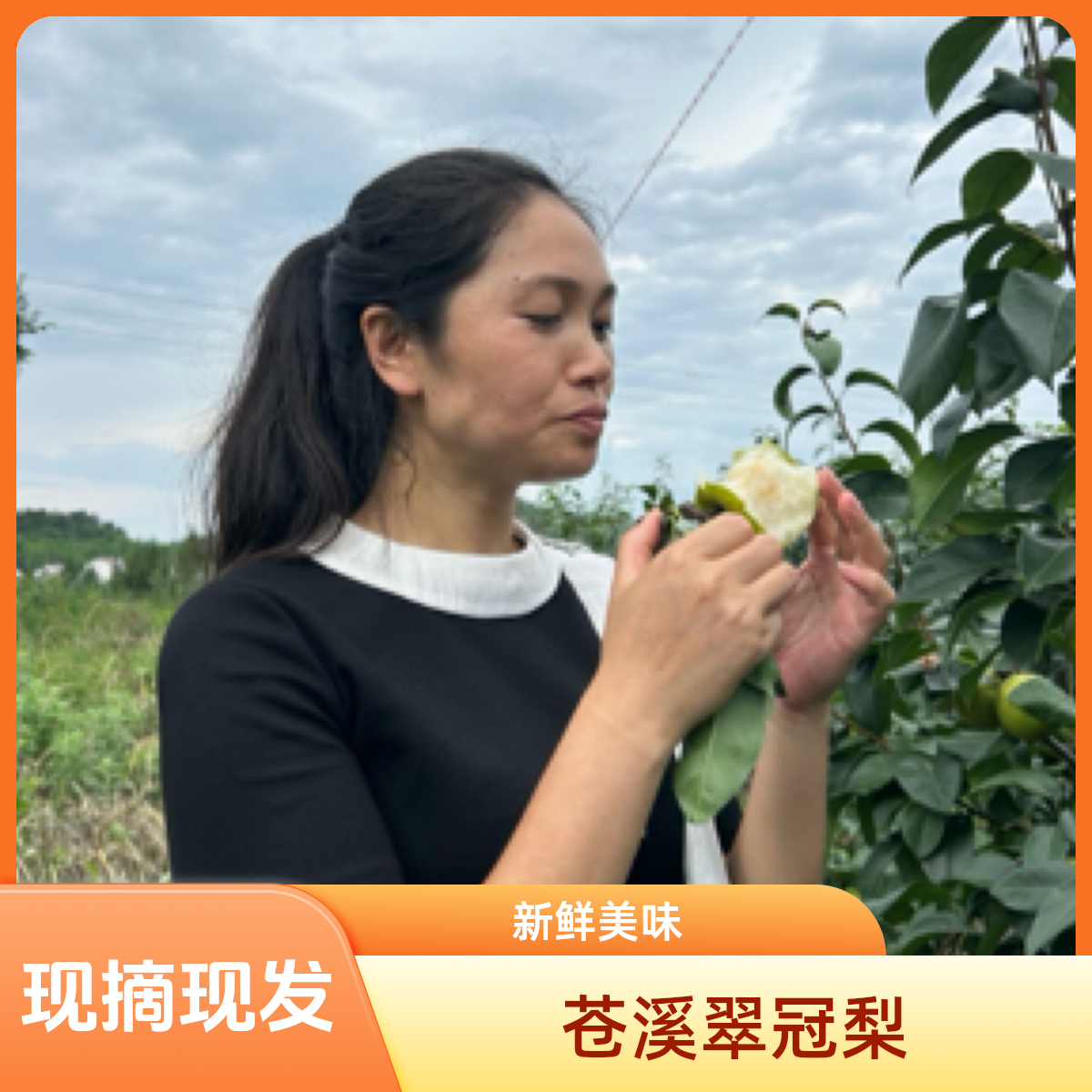 苍溪运山翠冠梨现摘现发