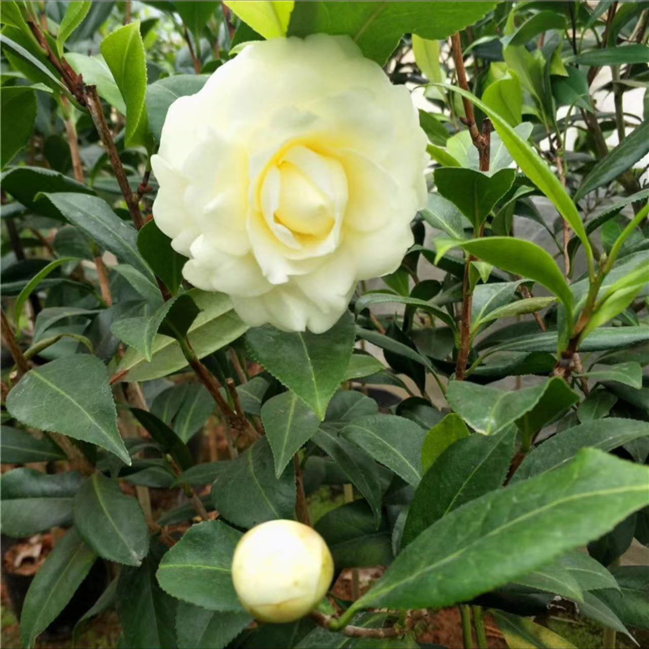 正黄旗名贵品种黄色山茶花大花型室内外阳台四季绿植花卉