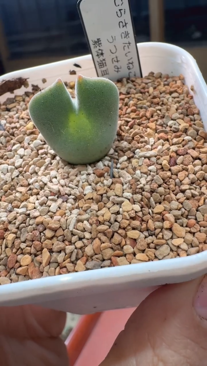 多肉植物肉锥23-133紫体猫耳