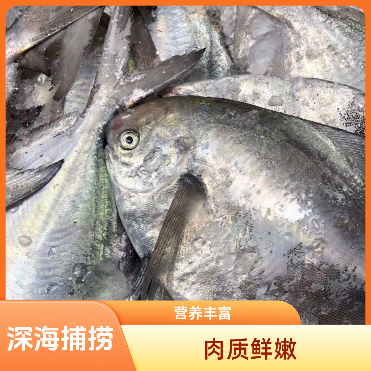 东海野生白鲳鱼银鲳鱼 冰鲜发货 到手8条内保净重3斤以上顺丰包邮