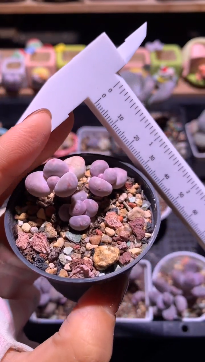 彩虹奶酪多肉哈哈，