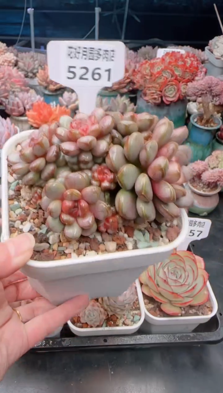 【闪购商品】5261葡萄