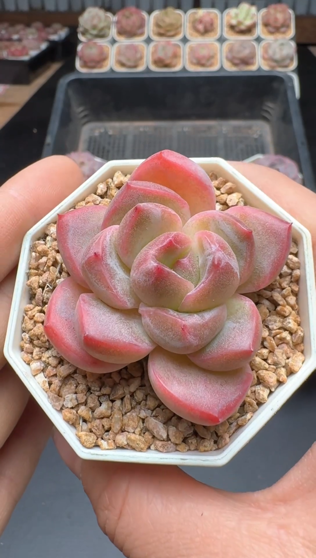 【闪购商品】139A号一物一拍多肉花卉植物拍3颗起发