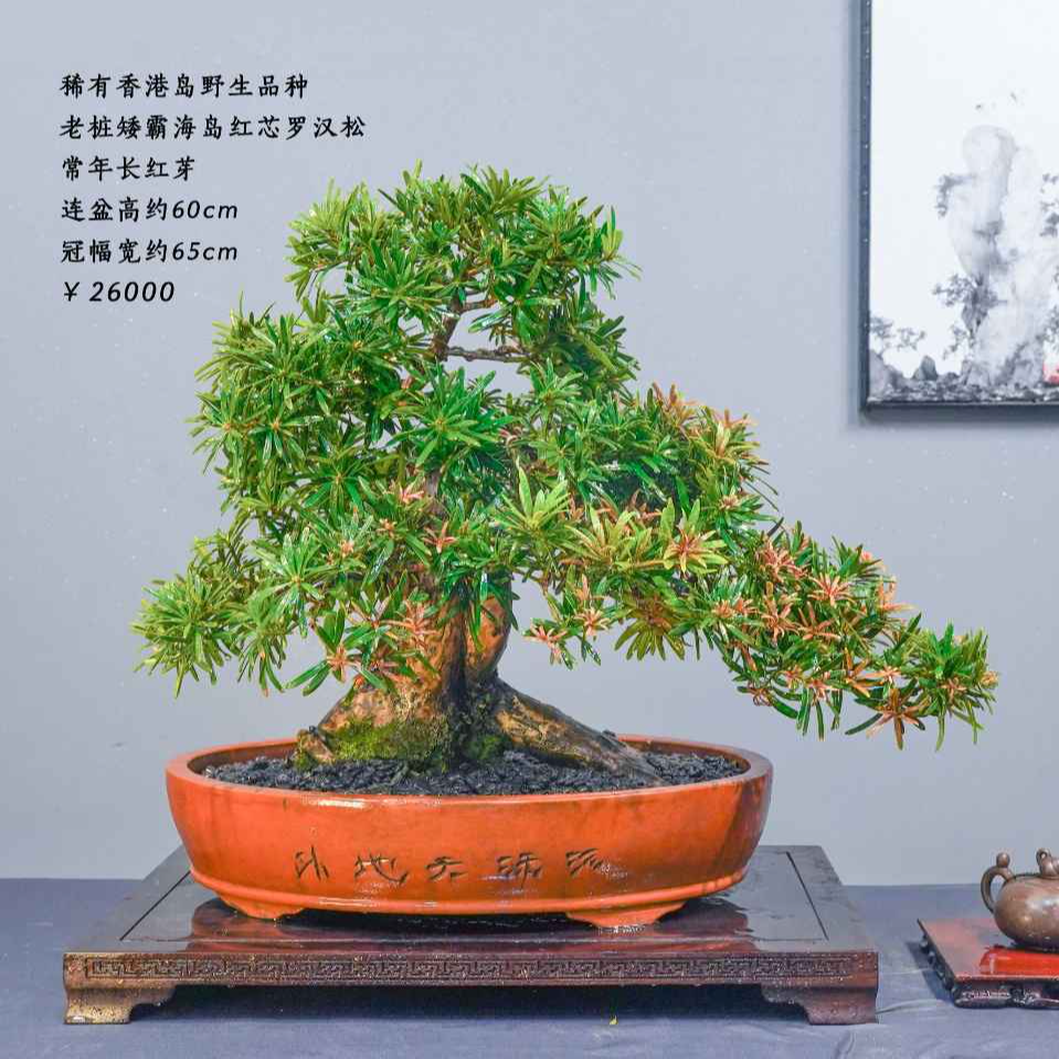 精品老桩罗汉松盆景四季常青植物耐活易养净化空气室内外养护