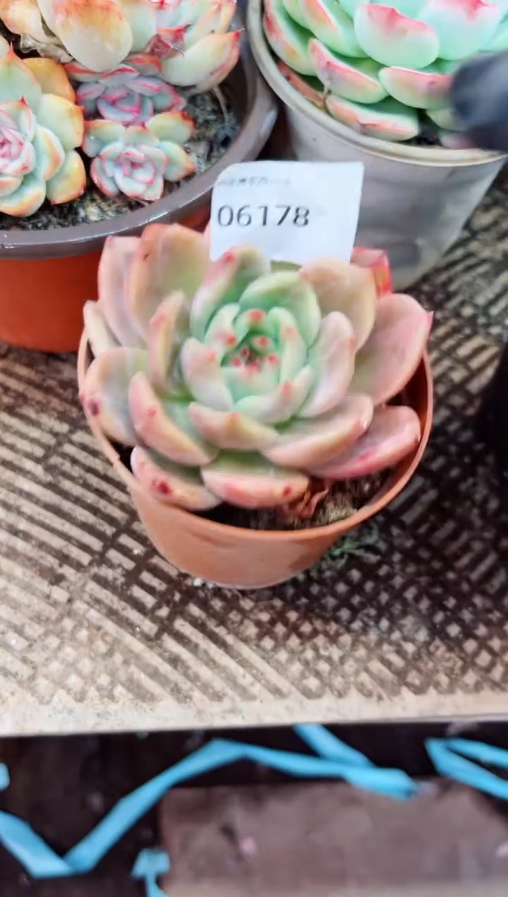 嚣****n多肉植物一物一拍06178