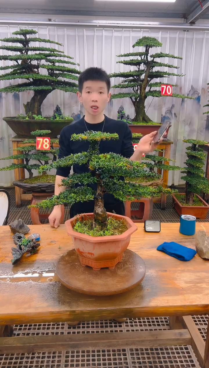无花朵精品盆景直播间一物一拍