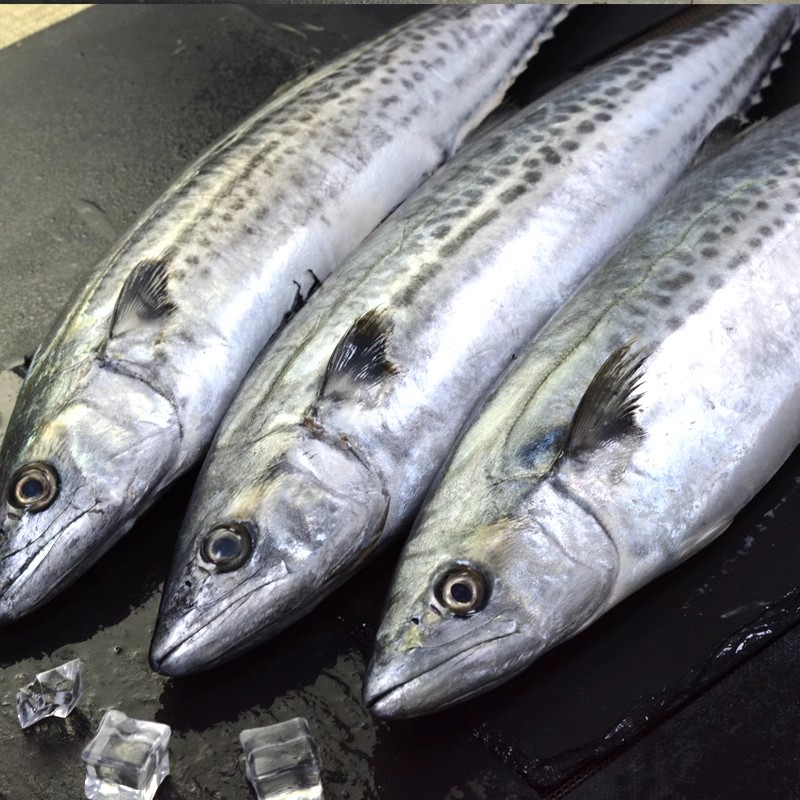 送老丈人新鲜大鲅鱼 41.88元/斤1-40号
