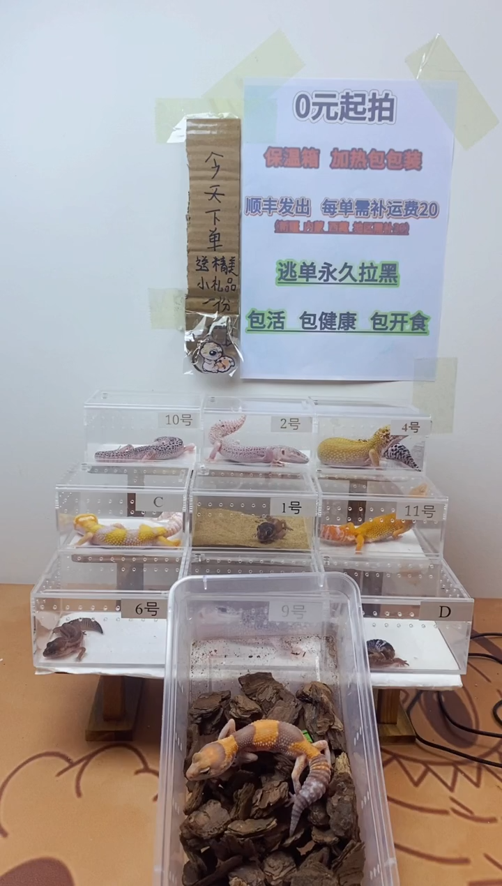 豹纹守宫豹纹守宫幼苗亚成体成体