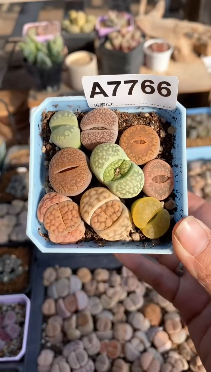 【闪购商品】7766直播一物一拍