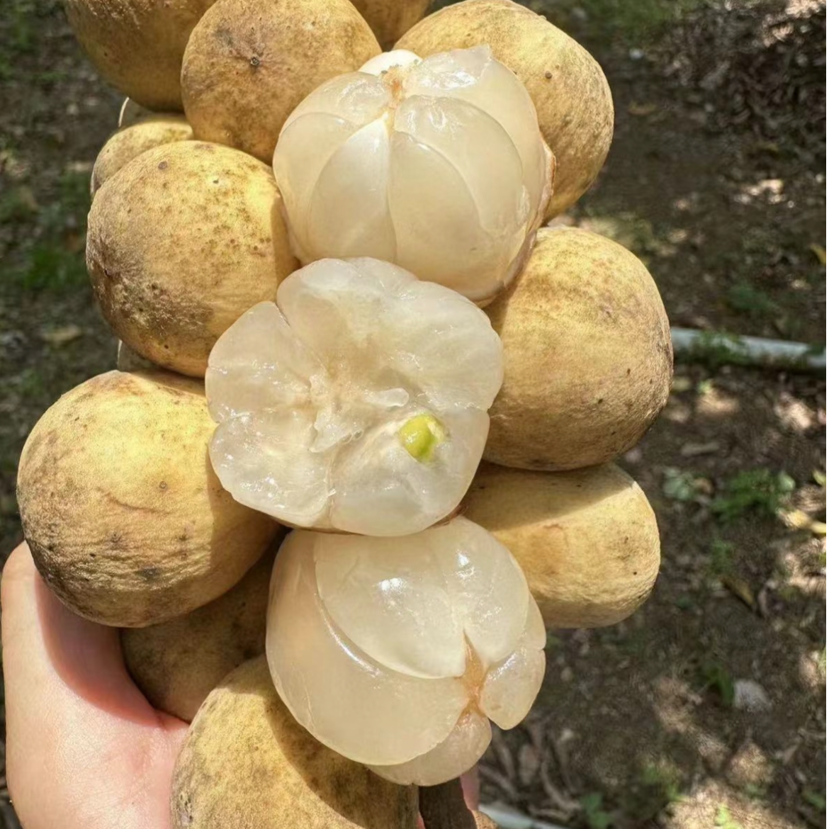 【林烁严选】当季稀有 泰国进口热带水果龙宫果 软嫩多汁 顺丰包邮